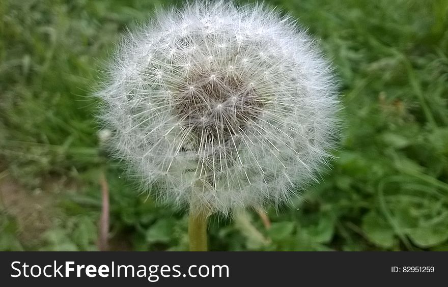 Close up of dandelion seed head against green grass on sunny day. Close up of dandelion seed head against green grass on sunny day.