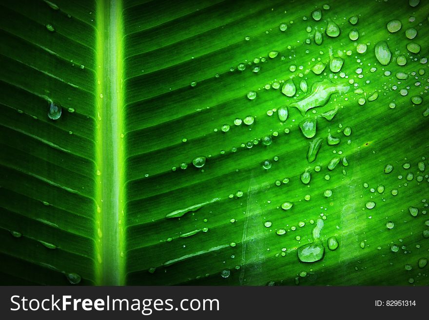 Green Banana Leaf With Substance of Clear Liquid