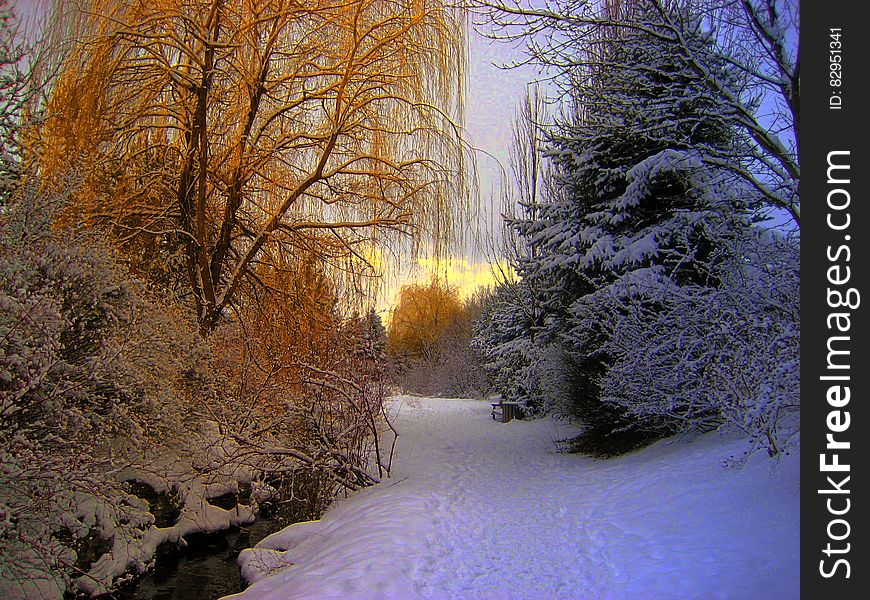 Orange And Blue And White Snow Forest