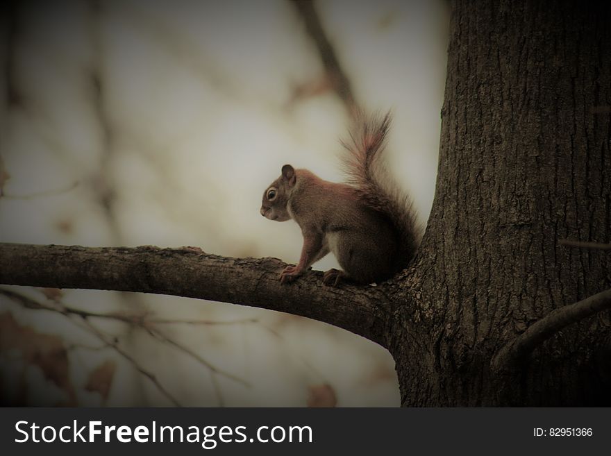 Profile of brown squirrel sitting on tree branch. Profile of brown squirrel sitting on tree branch.