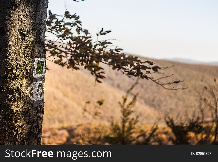 Brown Tree Trunk