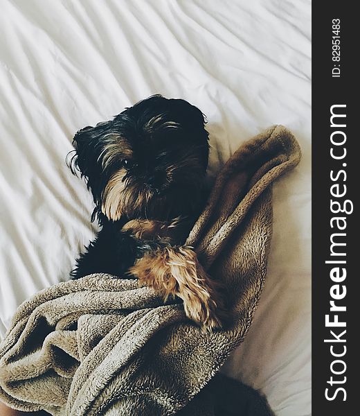 Black and Brown Yorkie Laying on Bed With Brown Towel