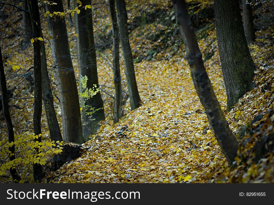 Forest Surrounded By Yellow Leaves On Ground