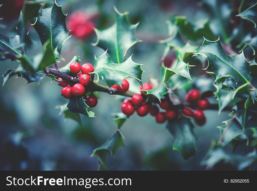 Red Berry Plant