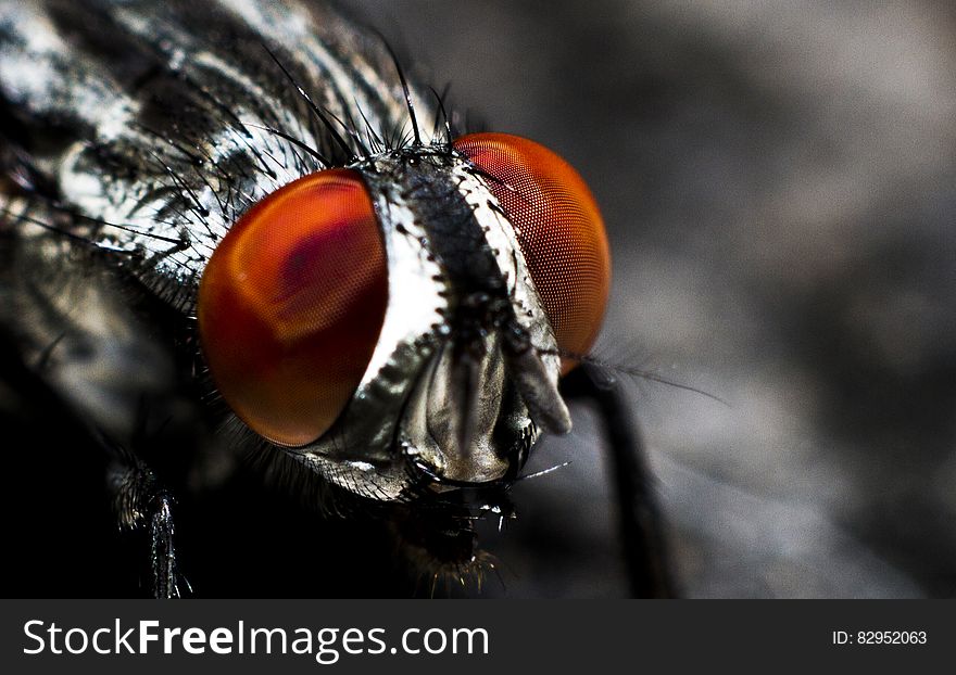 Close up on the red eyes of a fly or insect. Close up on the red eyes of a fly or insect.