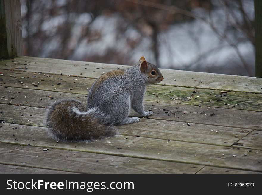 Brown squirrel standing outdoors on wooden deck. Brown squirrel standing outdoors on wooden deck.