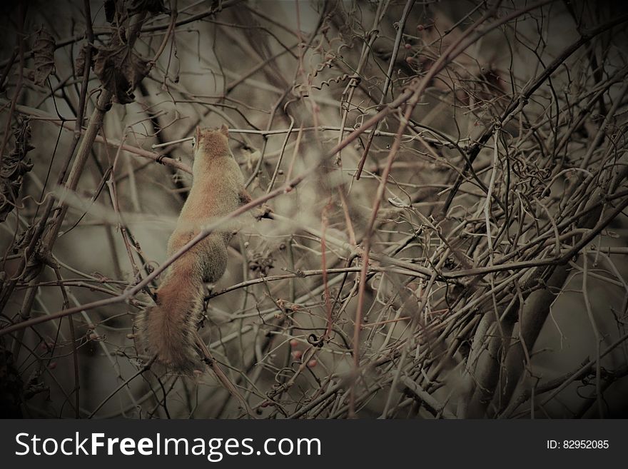 Squirrel In Branches