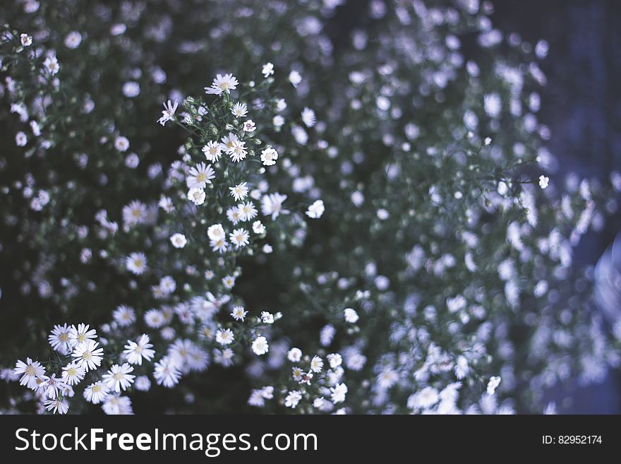 Close-up Of Flowers