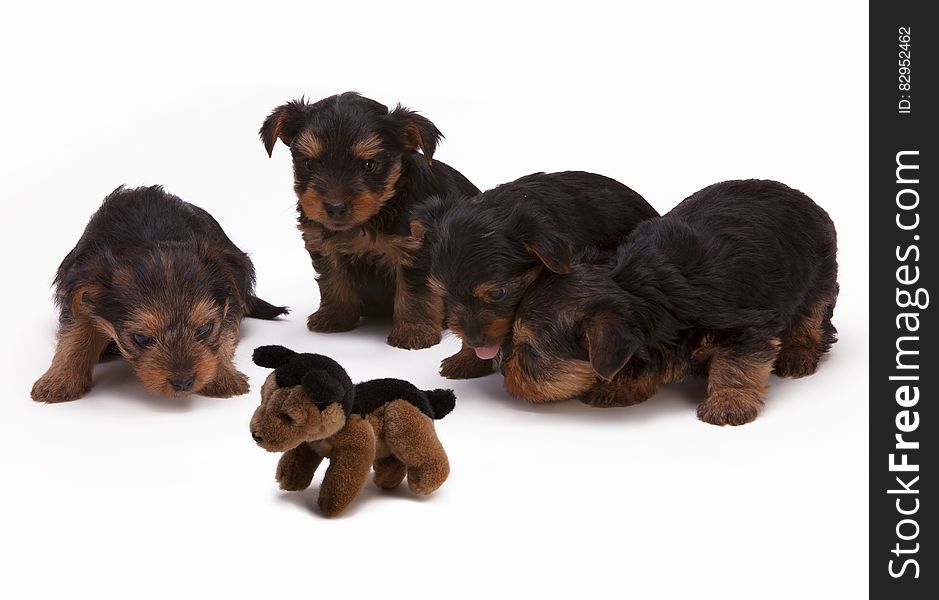 Black and Brown Long Haired Puppies