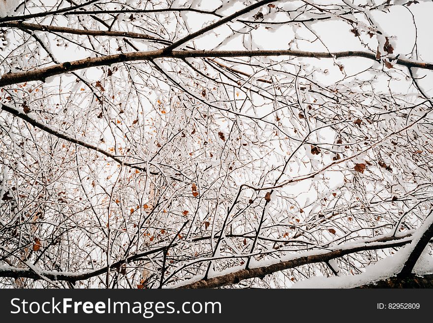 Ice and snow on bare tree branches against overcast winter skies. Ice and snow on bare tree branches against overcast winter skies.