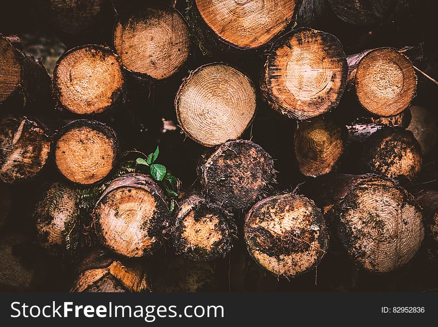 Brown and Beige Wood Logs