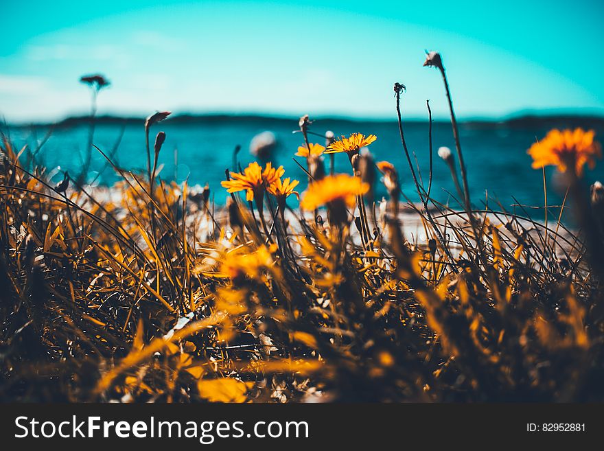 Macro Shot Of Sunflowers