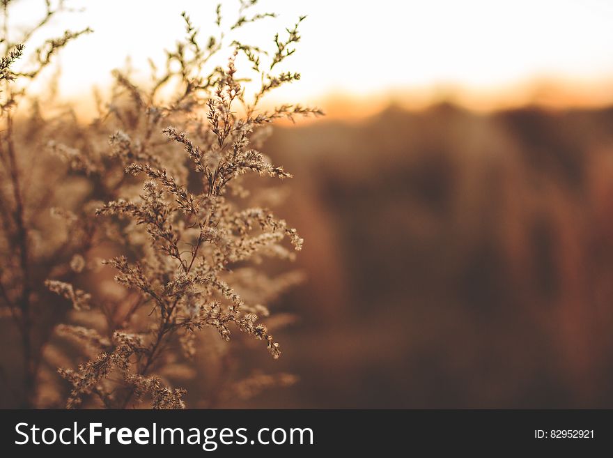 Closeup of budding plants in the countryside at sunset.