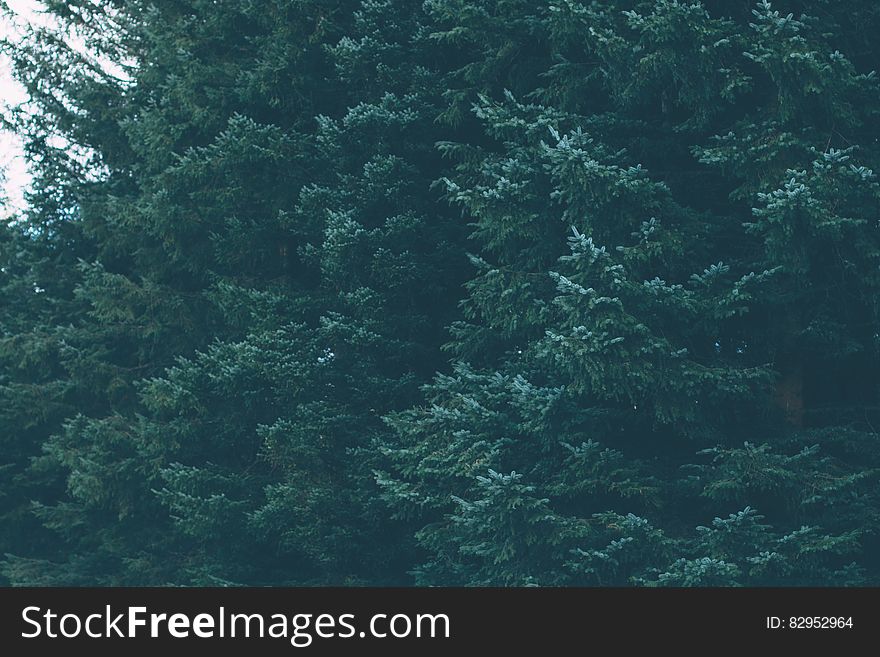 Green forest of evergreen conifer trees