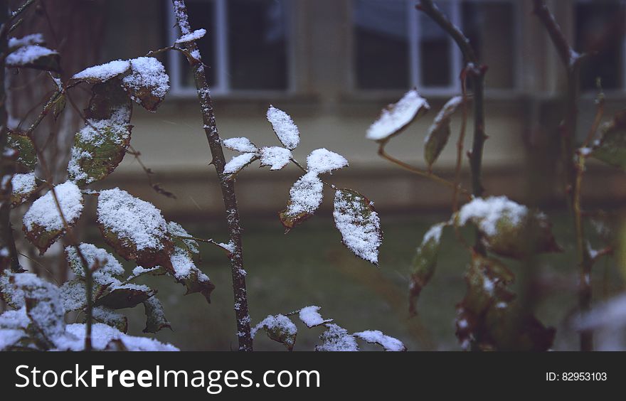 Close-up of Snow on Plants during Winter