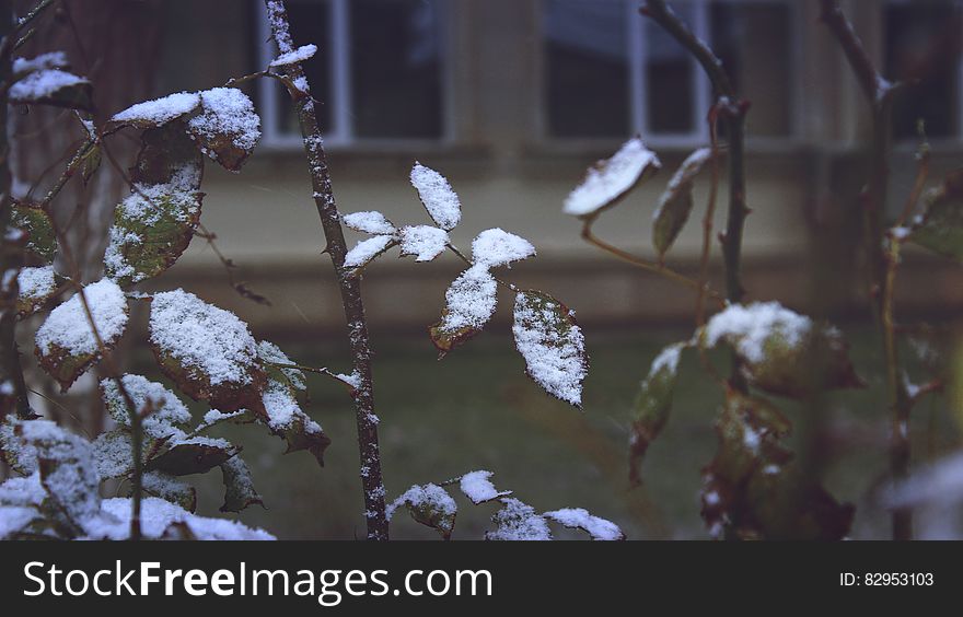 Close-up Of Snow On Plants During Winter