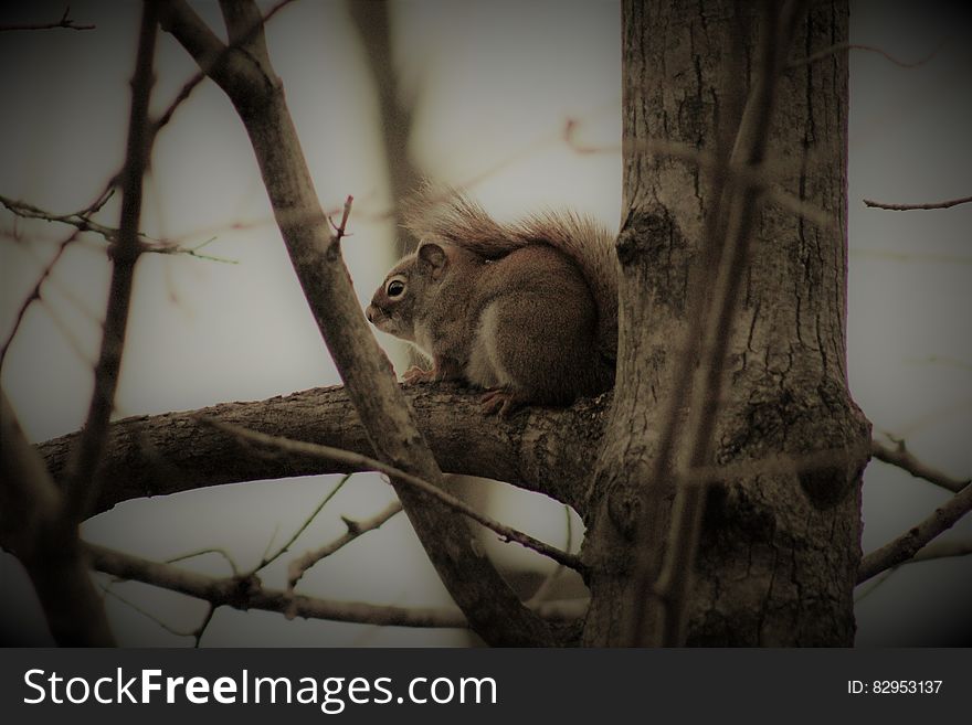 Profile of red or grey squirrel sitting in bare tree branches. Profile of red or grey squirrel sitting in bare tree branches.