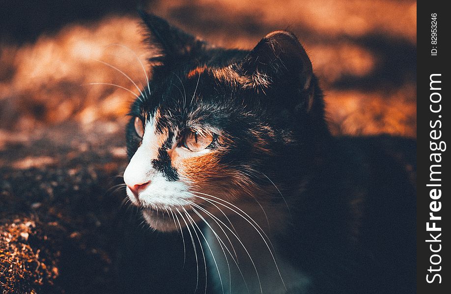 Portrait of domestic calico cat outdoors. Portrait of domestic calico cat outdoors.