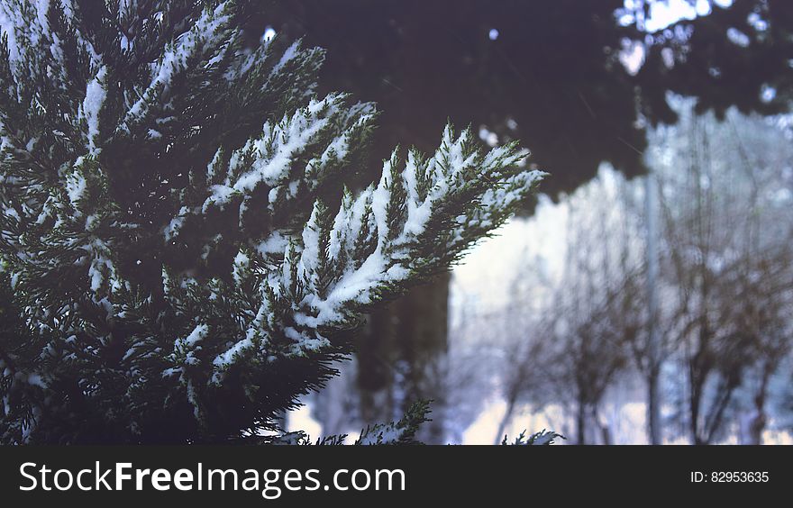 Close-up Of Pine Trees In Forest During Winter