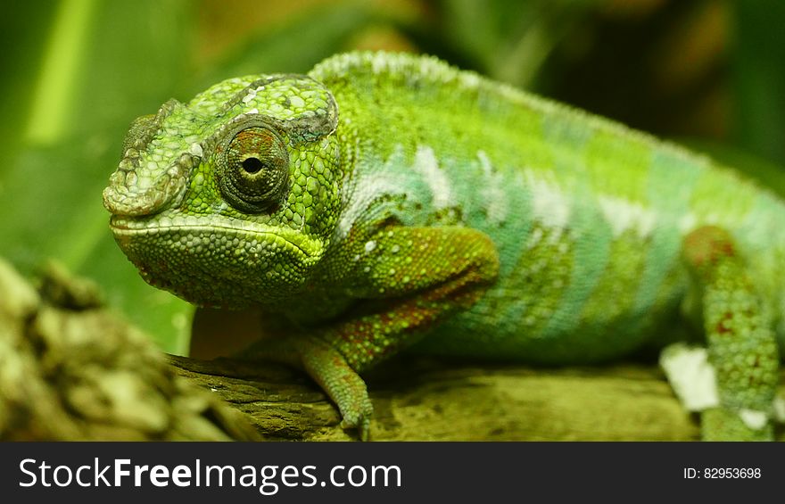 Green chameleon portrait on branch.