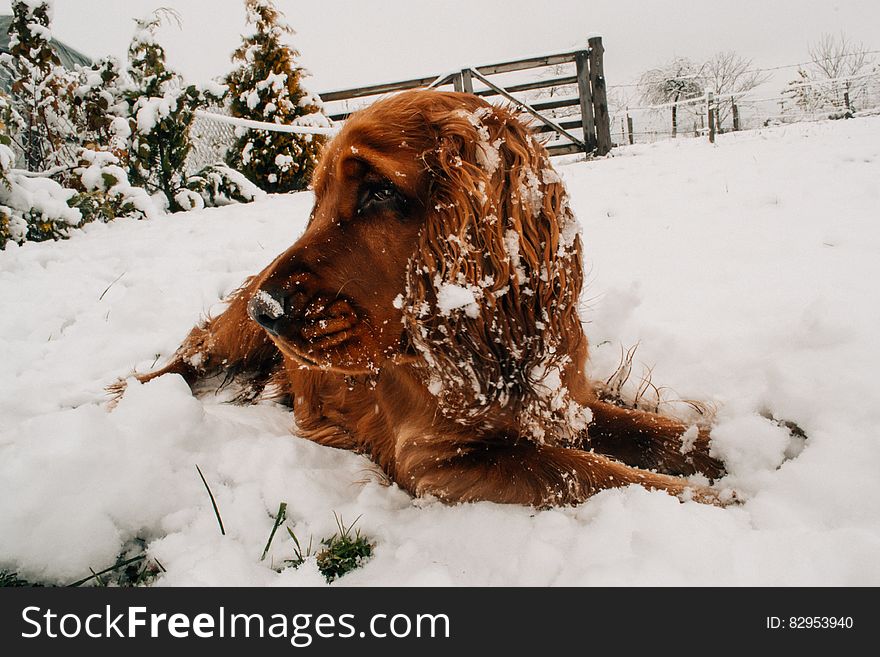 Portrait of golden dog laying and covered in snow in rural field. Portrait of golden dog laying and covered in snow in rural field.