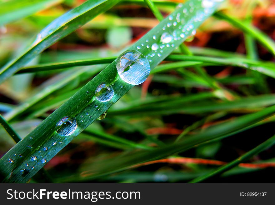 Close-up of Dew Drops on Plant