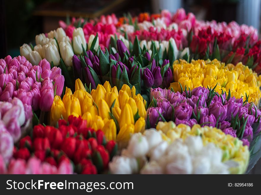 Close-up of Multi Colored Tulips