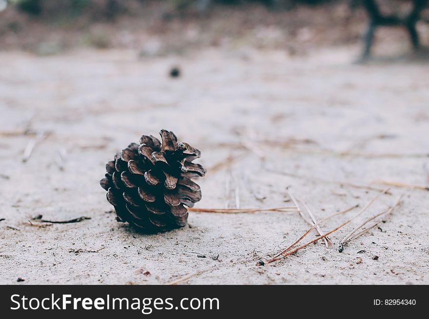 Close up of pine cone and needles in snow outdoors on sunny day. Close up of pine cone and needles in snow outdoors on sunny day.