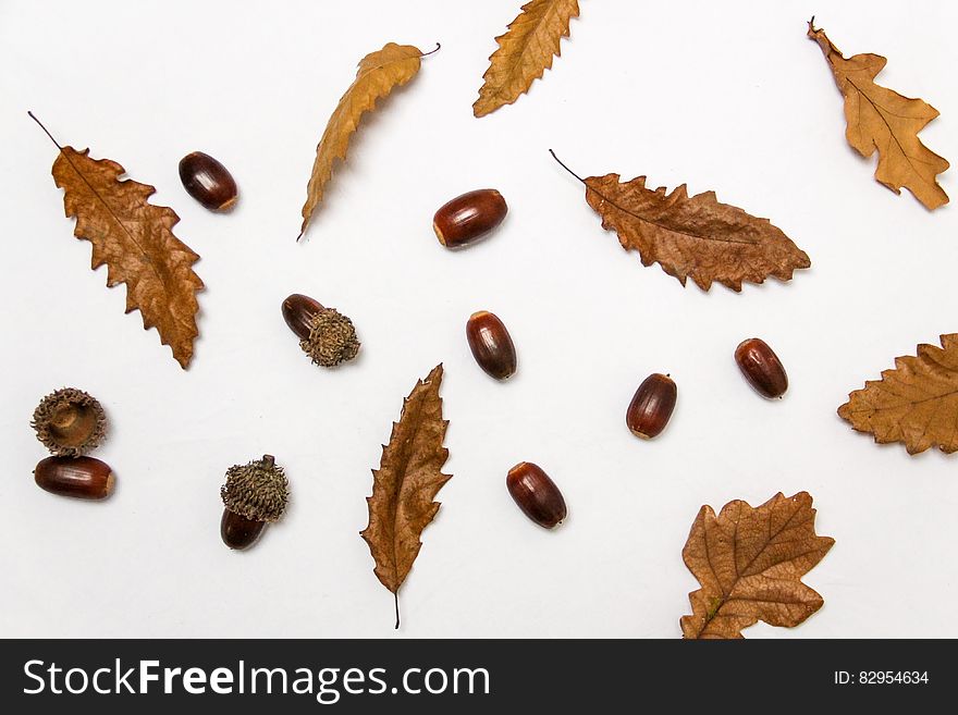 Close-up of Autumn Leaves over White Background