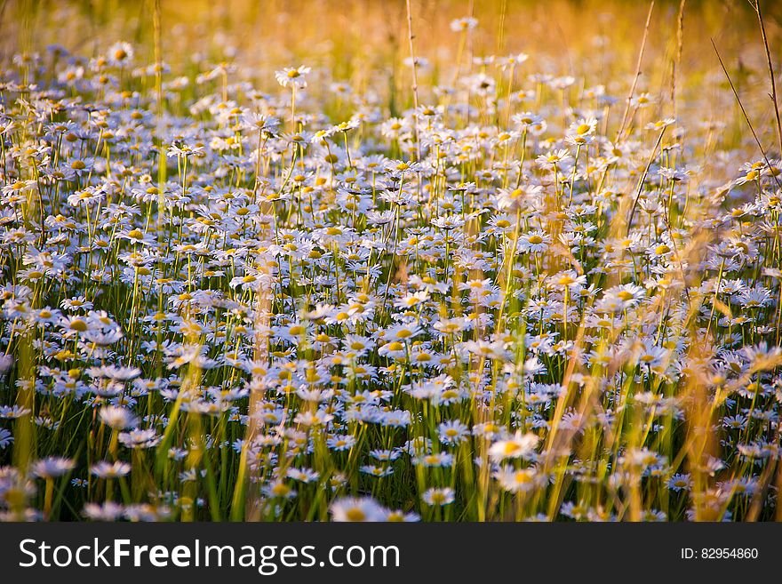 Close-up of Flowers Growing in Field
