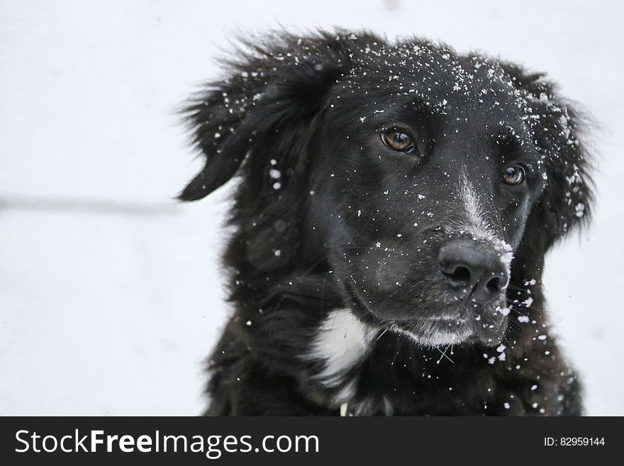 Portrait Of Dog In Snow