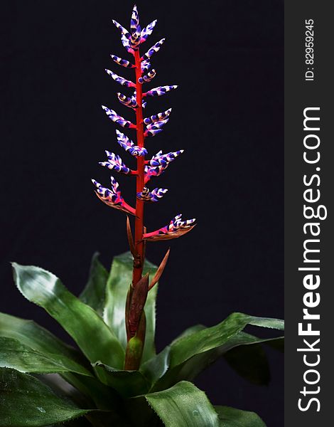 Red and blue bromeliad flower with green foliage on black background.