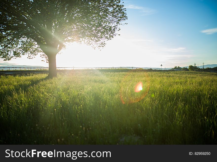 Tree standing in sunlit green country field against blue skies. Tree standing in sunlit green country field against blue skies.