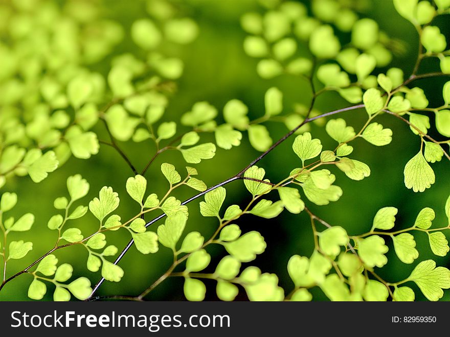 Abstract background of close up on green leaves on branches on sunny day. Abstract background of close up on green leaves on branches on sunny day.