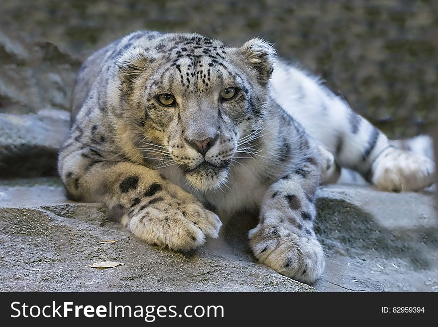 Snow leopard on rock snarling in crouched position. Snow leopard on rock snarling in crouched position.