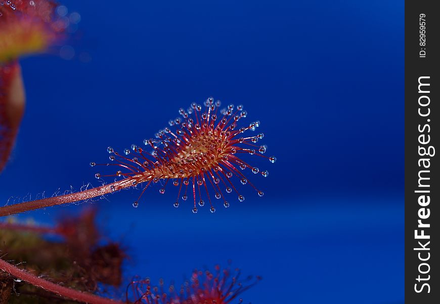 Flower Pollen Stem