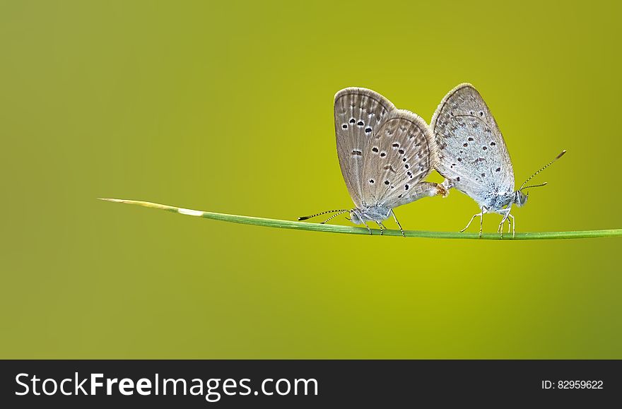 Brown and Black 2 Butterflies on Green Stem