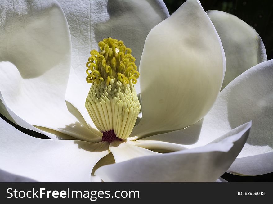 White magnolia flower in bloom