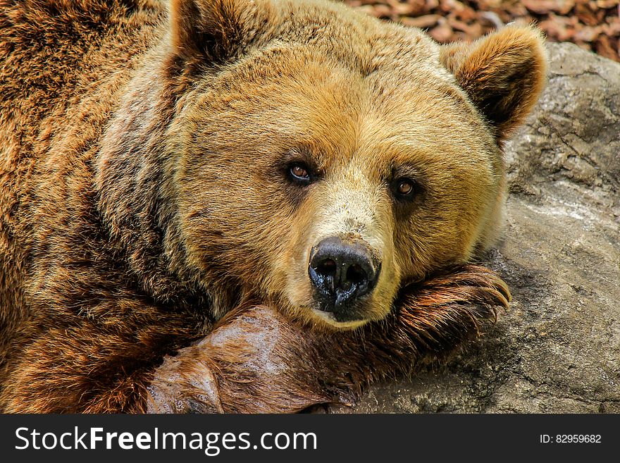 Face of brown grizzly bear resting against rock on sunny day. Face of brown grizzly bear resting against rock on sunny day.