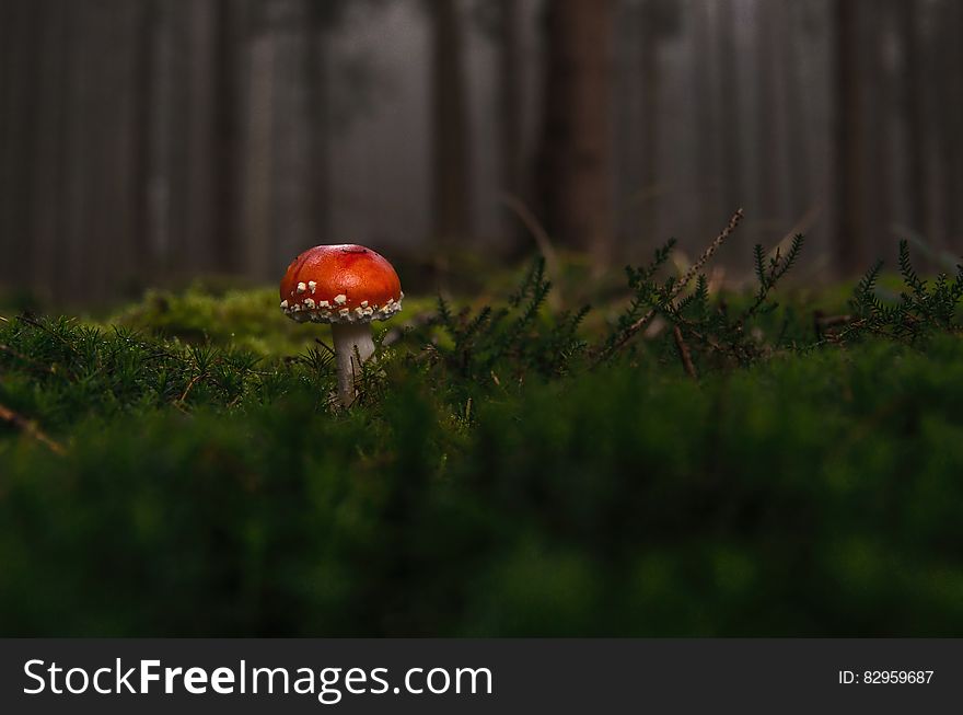 Red toadstool in forest