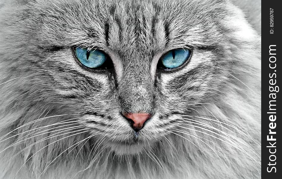 Close up of head and face of grey cat with pink nose and blue eyes. Close up of head and face of grey cat with pink nose and blue eyes.