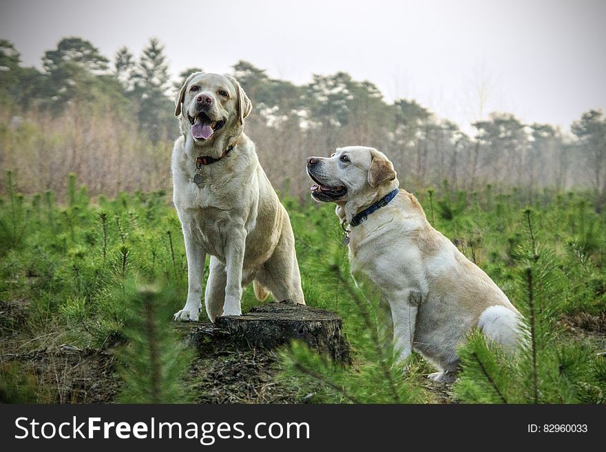 Portrait of adult Labrador dogs standing in green field on sunny day. Portrait of adult Labrador dogs standing in green field on sunny day.