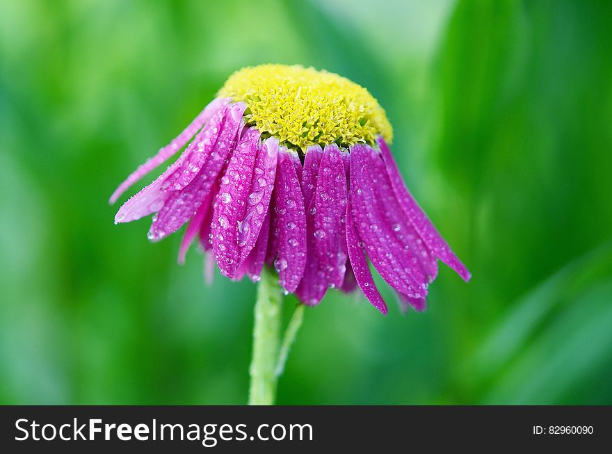Purple Daisy Flower After The Rain