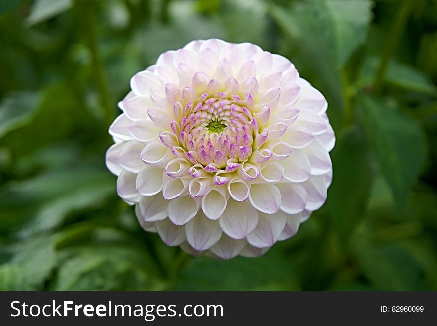 Fine closeup example of pink and white Dahlia flower with green background. Fine closeup example of pink and white Dahlia flower with green background.