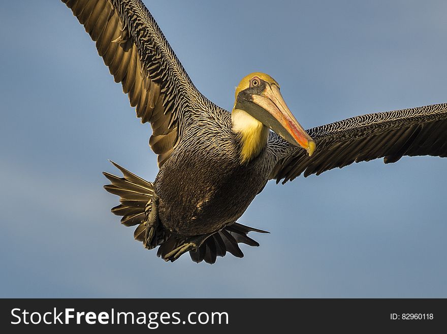 A close up of a pelican flying with widespread wings. A close up of a pelican flying with widespread wings.