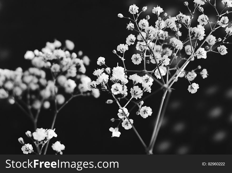Close up of stalks of baby's breath flowers in black and white. Close up of stalks of baby's breath flowers in black and white.