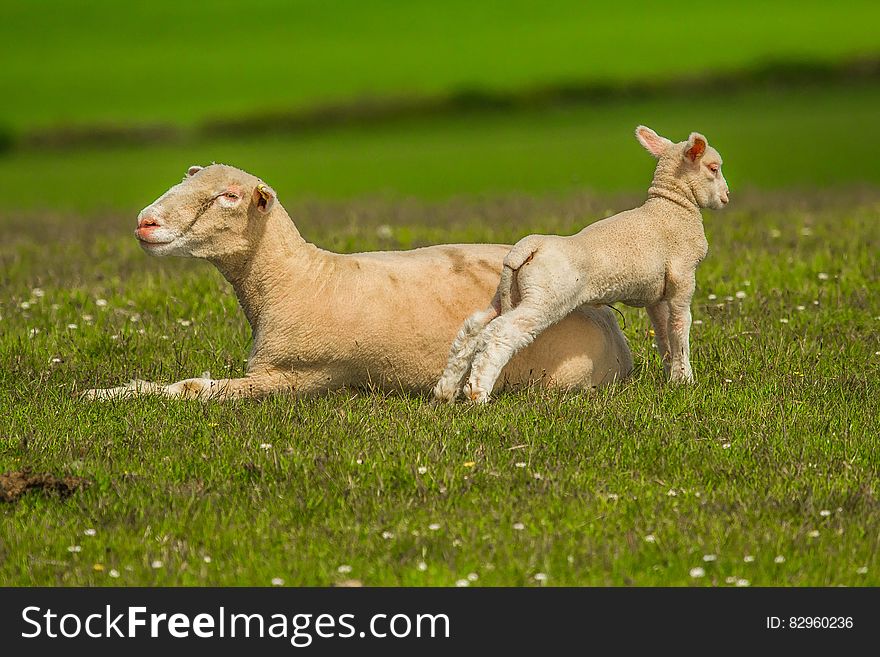 Ewe and lamb sheered of wool standing in green field. Ewe and lamb sheered of wool standing in green field.