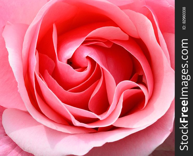 Close up of petals on pink rose blossom.