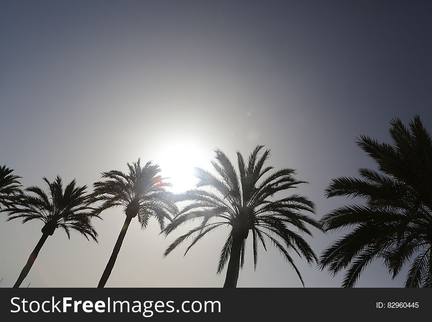 Tree tops of palm trees against sunny skies in black and white. Tree tops of palm trees against sunny skies in black and white.
