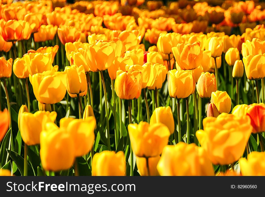 Yellow tulip field